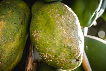 sick papaya, Brazilian fruit affected by fungus, dying papaya tree, smallpox or early blight,...