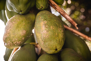 sick papaya, Brazilian fruit affected by fungus, dying papaya tree, smallpox or early blight, caused by the fungus Asperisporium caricae.