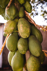 sick papaya, Brazilian fruit affected by fungus, dying papaya tree, smallpox or early blight, caused by the fungus Asperisporium caricae.