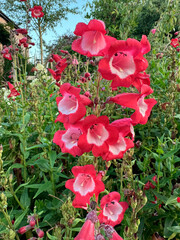 Bellflower -  Penstemon campanulatus or Penstemon the beardtongues growing in an English country garden.