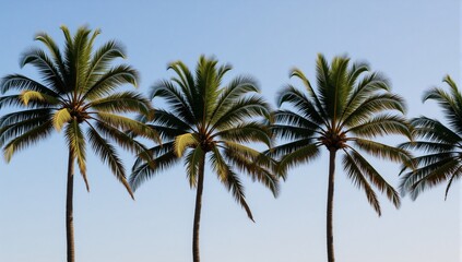 Coconut tree line art portrait