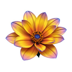 Fototapeta premium 単一の黄色とオレンジ色の花びらの花 透明背景に咲く姿 美しいクローズアップ