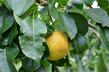 Ripe Pear on Branch Surrounded by Green Leaves