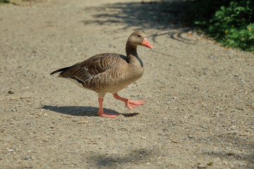 A lone wild duck walks across the ground.