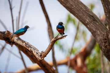 Pair of Superb Starlings on Tree Branch