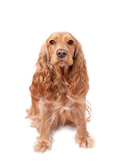 Golden Cocker Spaniel with Long Wavy Fur