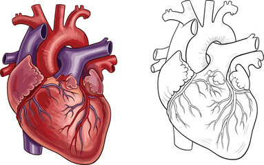 Human heart anatomy illustration, colored and outline vector, medical organ diagram, educational cardiac drawing, black and white heart sketch © Creative Minds