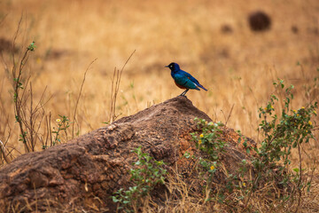 Superb Starling Perched on a Rock in the African Savanna