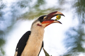 Red-Billed Hornbill Eating Fruit