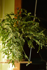 blooming white Christmas cactus in the pot