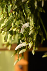 blooming white Christmas cactus in the pot