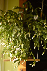 blooming white Christmas cactus in the pot