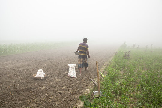 Rangpur, Bangladesh - 14 December 2022: View of a lone farmer sowing seeds in the misty fields, his figure a silhouette against the opaque horizon.