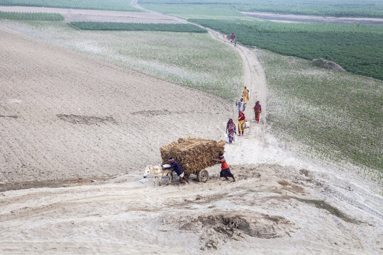 Rangpur, Bangladesh - 15 December 2022: View of a dusty road cutting through the fertile lands, where vibrant saris punctuate the earthy tones as villagers pull a cart loaded with hay.