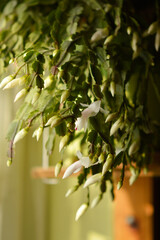 blooming white Christmas cactus in the pot