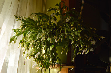 blooming white Christmas cactus in the pot