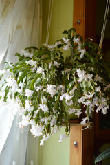 blooming white Christmas cactus in the pot