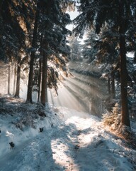 Sunlight Filtering Through Snow-Covered Trees in a Winter Forest Landscape