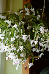 blooming white Christmas cactus in the pot