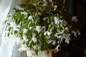 blooming white Christmas cactus in the pot