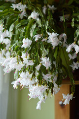 blooming white Christmas cactus in the pot