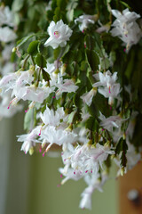 blooming white Christmas cactus in the pot