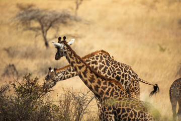 Two Giraffes Feeding in the Savannah