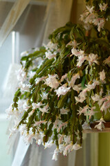 blooming white Christmas cactus in the pot
