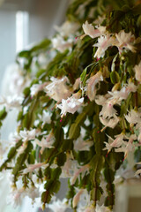 blooming white Christmas cactus in the pot