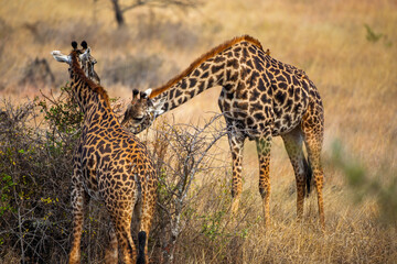Two Giraffes Feeding in the Savannah