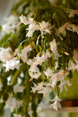blooming white Christmas cactus in the pot
