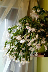 blooming white Christmas cactus in the pot