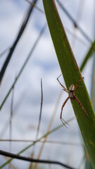 A wild wasp spider on a green leaf for halloween background