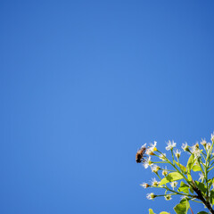 Hoverfly Pollinating Fruit Tree Blossoms for Sustainable Growth
