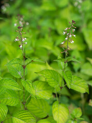 Nahaufnahme mehrerer blühender Pflanzen des Gewöhnlichen Hexenkrauts (Circaea lutetiana).