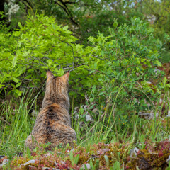 Adorable female cat observing nature, peaceful outdoor scene.