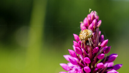 Small Spider Camouflaged on Vibrant Purple Flower Spike