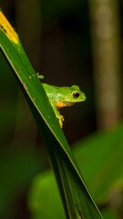 Fototapeta premium A small, vibrant green frog perched on a leaf in a lush, tropical environment