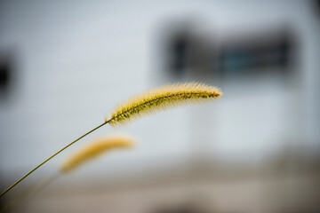 エノコログサもしくは猫じゃらし