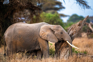 Elephant Family Walking Through the African Savannah