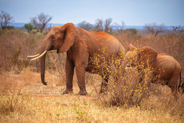 Red African Elephant in Tsavo National Park