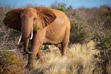 Red African Elephant in Tsavo National Park