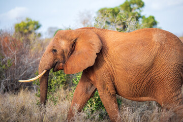 Red African Elephant in Tsavo National Park