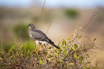 African Hawk Perched on a Branch in Natural Habitat