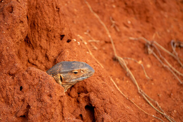Monitor Lizard Emerging from Burrow in Red Soil, Kenya