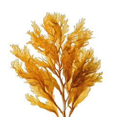 Close-up of a cluster of dried, golden-orange seaweed