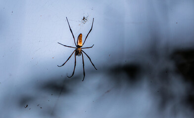 Golden Orb Weaver Spider on Web