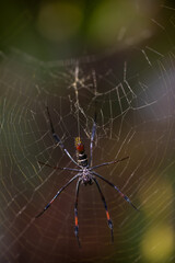 Golden Orb Weaver Spider on Web