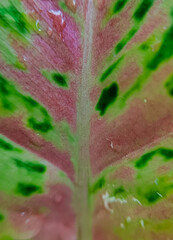 close up red and green leaf in outdoor garden