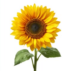 Fototapeta premium A stunning sunflower in full bloom, showcasing vibrant yellow petals and a dark, intricate center